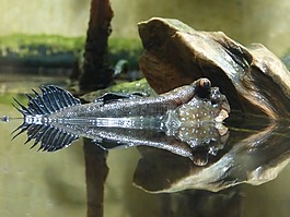 彈涂魚,魚,動物