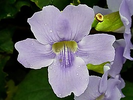 花,開花,蘭花