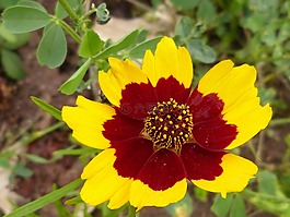 花,開花,黃色