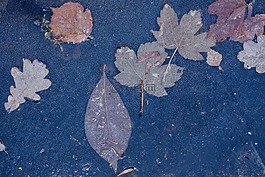 霜,叶子,橡树