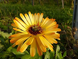 花,開(kāi)花,黃色