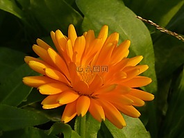花,開花,黃色