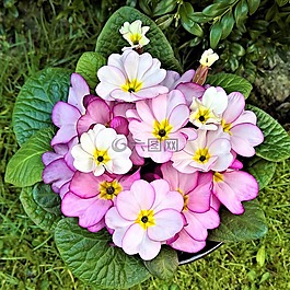 報春花,鮮花,春天的跡象