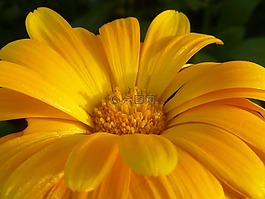 花,開花,黃色
