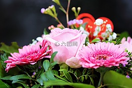 玫瑰,花,開(kāi)花
