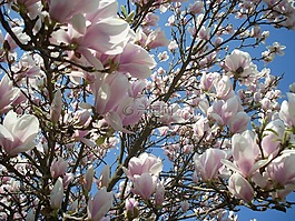 春天,盛開(kāi),開(kāi)花