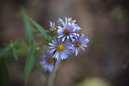 花,特寫(xiě),宏