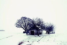 冬天,景觀,雪