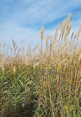 里德,秋季,風(fēng)