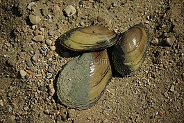 自然,海貝殼,海灘