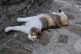 貓,動物,寵物