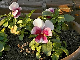 潘茜,冬花,花园