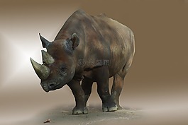 犀牛,動(dòng)物,動(dòng)物園