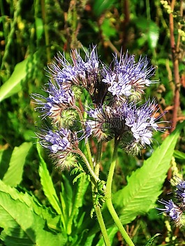 季節(jié),開花,艾菊 phazelie