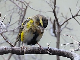鳥,動(dòng)物,羽毛
