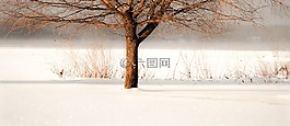 木材,自然,冬天