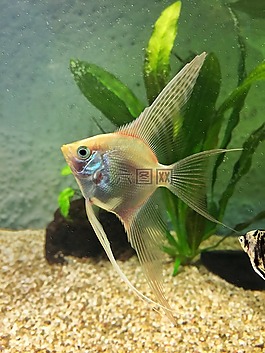 魚,水族館,水