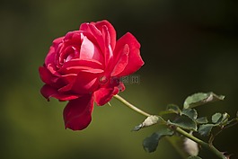 花卉,玫瑰,爱情