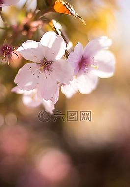 花,自然,植物區(qū)系