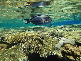 魚,海,夏天