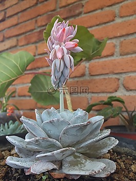 植物,多汁,绿色