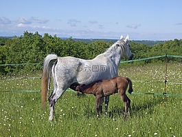 马,小马驹,broodmare