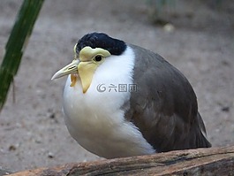 鳥,動物,性質(zhì)