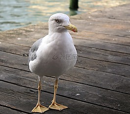 鷗,碼頭,海
