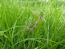 咬住,配對,tipulidae