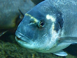 魚(yú),動(dòng)物,水