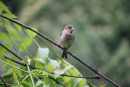 樹(shù)麻雀,鳥(niǎo),自然