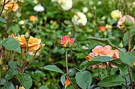 玫瑰,鮮花,開花