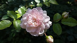 鮮花,玫瑰,女王