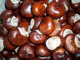 板栗,秋季,堅(jiān)果