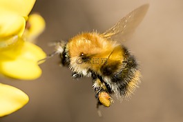 蜜蜂,昆蟲,花粉