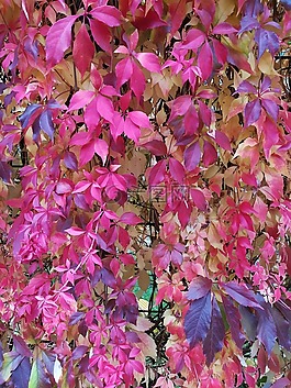 工作表,秋季,紅色