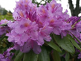 杜鵑花,花,花瓣