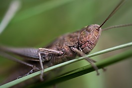 蚱蜢,宏,昆蟲