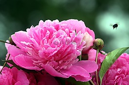 花,牡丹,粉色