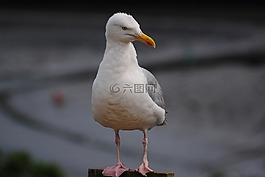鳥,野生動物,動物