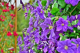 花園,鮮花,紫