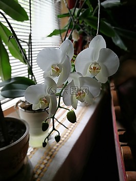 蘭花,首頁,廠