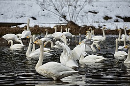 動物,湖,水邊