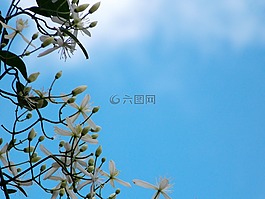 白色的花,鐵線蓮,攀爬花卉