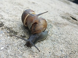 蝸牛,蝸牛夫婦,軟體動(dòng)物
