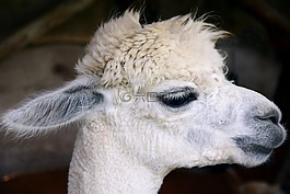 羊駝,頭,動物