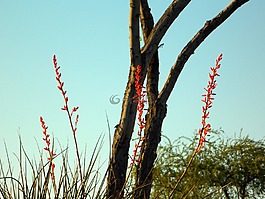 野花,藍(lán)色,天空