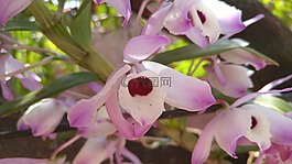 蘭花,花卉,春