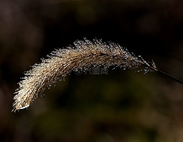 穗,露水,滴