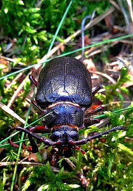 甲殼蟲(chóng),maybug,昆蟲(chóng)